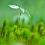 cropped-seedling-small.jpg